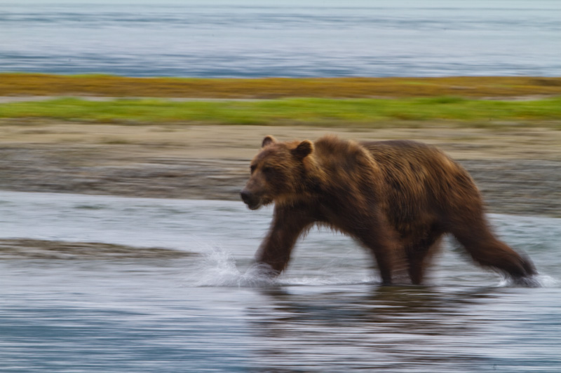 Grizzly Bear Crossing River